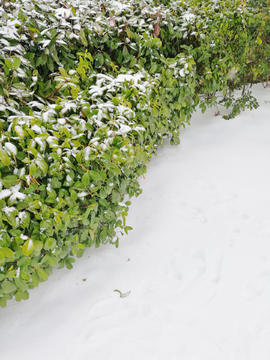 雪地植物