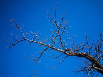 蓝天背景枯树