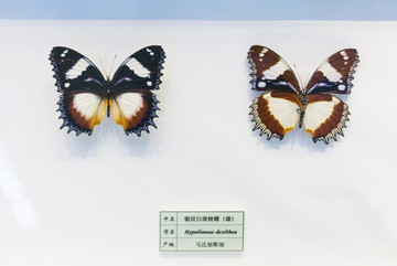 锯纹白斑蛱蝶 马达加斯加