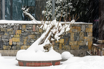 雪中树桩盆景