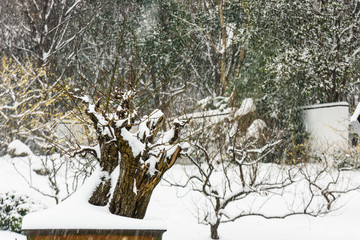 雪中树桩盆景