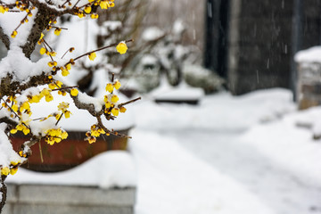 腊梅花傲雪开放