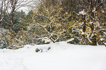 腊梅花傲雪开放