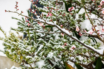 梅花傲雪开放