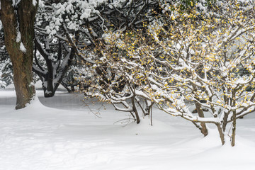 腊梅花傲雪开放