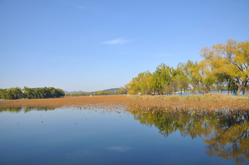 蓝天白云湖岸秋