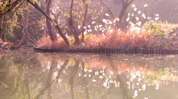 西溪湿地冬季芦花