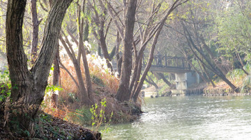 西溪湿地树林河道