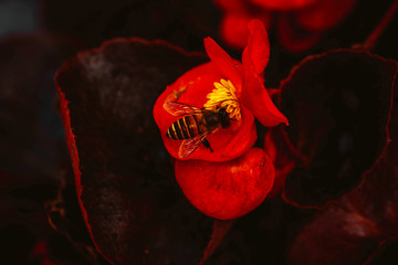 蜜蜂与海棠花特写