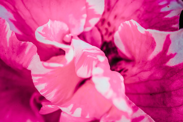 木槿花卉微距摄影