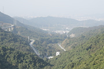 高山 树木 野外