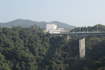 高山 树木 野外 美丽的 森林