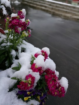 雪中花