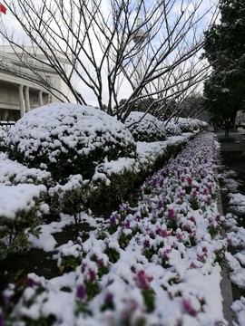 雪后的城市人行道