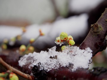 雪中梅