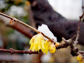 大雪覆盖下的梅花