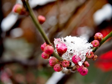 大雪覆盖下的梅花