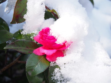 雪中的山茶花