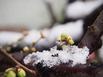 雪景 白梅花