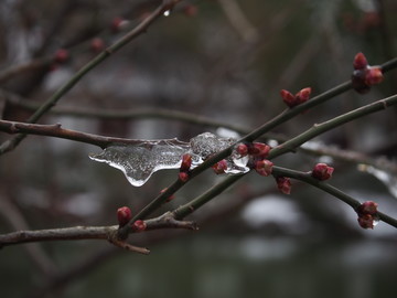 雪景 梅花