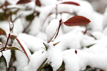 植物雪景图片