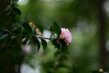 茶花