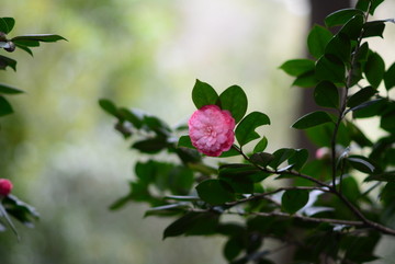 山茶花