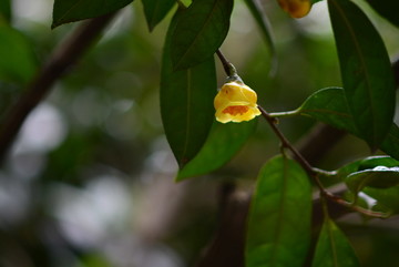 山茶花