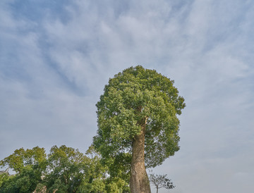 千年古樟树