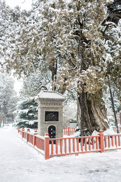 黄帝陵雪景