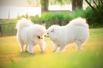 萨摩耶雪橇犬