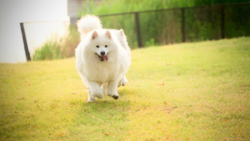 萨摩耶雪橇犬