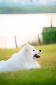 萨摩耶雪橇犬