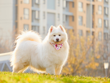 萨摩耶雪橇犬