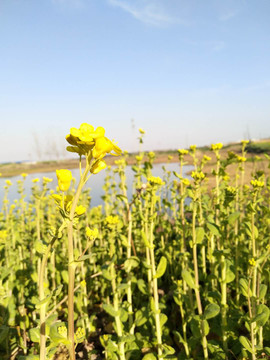 油菜花