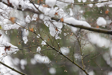 冰雪树梢