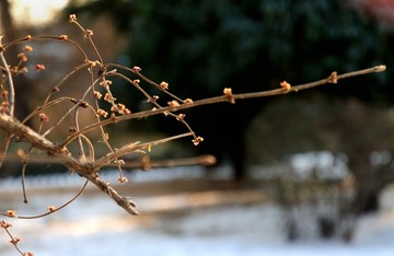 傲立雪中