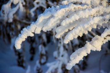 树枝压雪