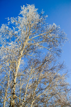 冬季白桦树