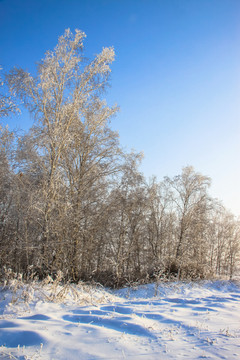 雪地里的白桦林