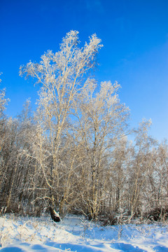 冬季雪原白桦树