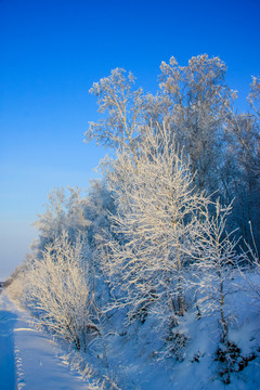 冬季森林白桦树