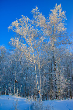 冬季森林白桦林