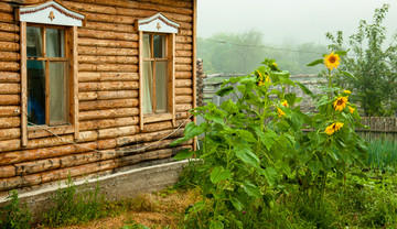 俄罗斯木房子与向日葵
