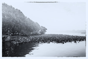 老西湖怀旧照片