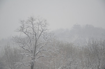 雪中的大树