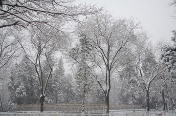 雪中的大树