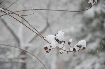 雪中的植物