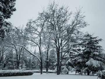 雪中的大树