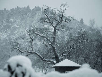 雪中的古树